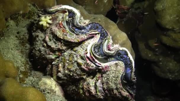 Mollusc Bivalve Tridacna Maxima Bivalve Mollusk Grown Corals Reef Red — Stock Video