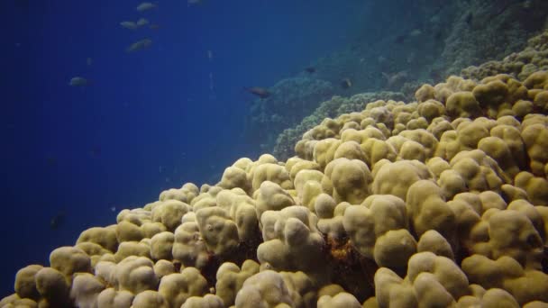 Arrecife Coral Mar Rojo Abu Dub Vídeo Estático Hermoso Paisaje — Vídeos de Stock