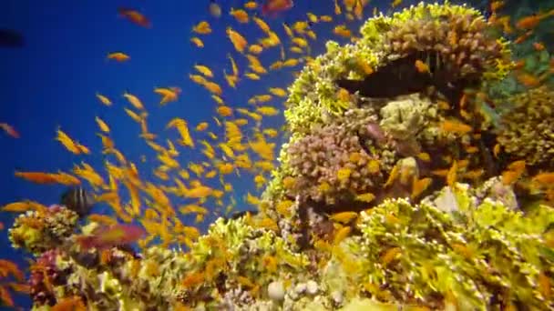 Korallrev Röda Havet Abu Dub Vackert Undervattenslandskap Med Tropiska Fiskar — Stockvideo