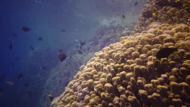 Rafa Koralowa Morzu Czerwonym Abu Dub Statyczne Wideo Piękny Podwodny — Wideo stockowe