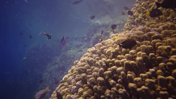 红海的珊瑚礁 静态录像 美丽的水下景观与热带鱼和珊瑚 生物珊瑚礁 — 图库视频影像