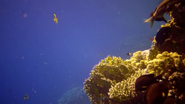 แนวปะการ งในทะเลแดง อาบ โอคงท สวยงามก บปลาเขตร อนและปะการ แนวปะการ — วีดีโอสต็อก