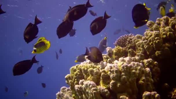 紅海のサンゴ礁 アブデュブ 静的なビデオ 熱帯魚やサンゴと美しい水中風景 生命のサンゴ礁 エジプト — ストック動画