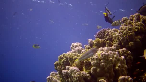 紅海のサンゴ礁 アブデュブ 静的なビデオ 熱帯魚やサンゴと美しい水中風景 生命のサンゴ礁 エジプト — ストック動画