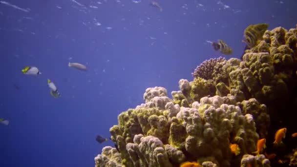 Koraalrif Rode Zee Abu Dub Statische Video Prachtig Onderwater Landschap — Stockvideo