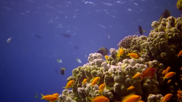Coral Reef Red Sea Abu Dub Static Video Beautiful Underwater — Stock Video