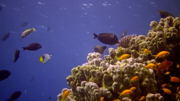 Koraalrif Rode Zee Abu Dub Statische Video Prachtig Onderwater Landschap — Stockvideo