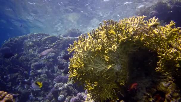 紅海のサンゴ礁 アブデュブ 静的なビデオ 熱帯魚やサンゴと美しい水中風景 生命のサンゴ礁 エジプト — ストック動画