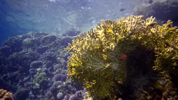 红海的珊瑚礁 静态录像 美丽的水下景观与热带鱼和珊瑚 生物珊瑚礁 — 图库视频影像