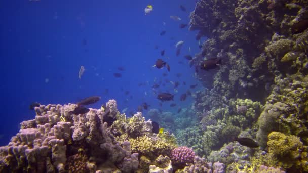 Barriera Corallina Nel Mar Rosso Abu Dub Video Statico Bellissimo — Video Stock