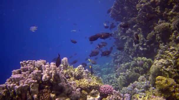 Korallenriff Roten Meer Abu Dub Statisches Video Schöne Unterwasserlandschaft Mit — Stockvideo
