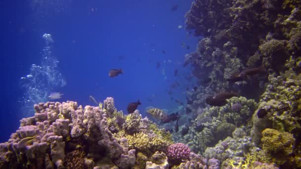 Recifes Coral Mar Vermelho Abu Dub Vídeo Estático Bela Paisagem — Vídeo de Stock