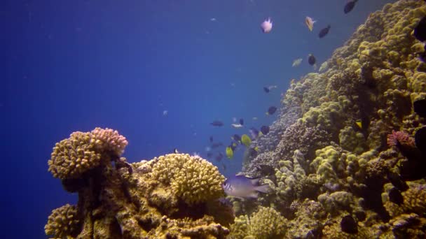 紅海のサンゴ礁 アブデュブ 静的なビデオ 熱帯魚やサンゴと美しい水中風景 生命のサンゴ礁 エジプト — ストック動画