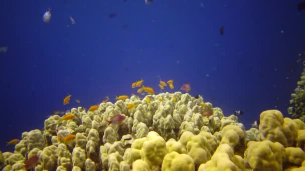 Korálový Útes Rudém Moři Abu Dube Statické Video Krásná Podvodní — Stock video
