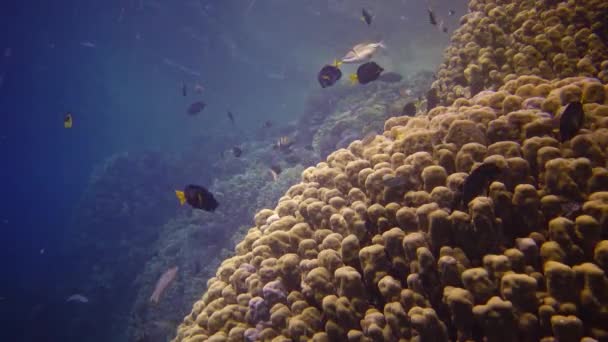 Kızıl Deniz Deki Mercan Kayalıkları Abu Dub Statik Video Tropikal — Stok video