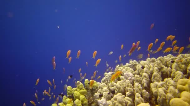 紅海のサンゴ礁 アブデュブ 静的なビデオ 熱帯魚やサンゴと美しい水中風景 生命のサンゴ礁 エジプト — ストック動画