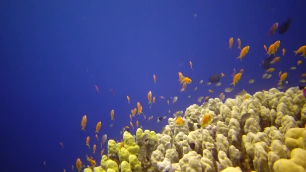 紅海のサンゴ礁 アブデュブ 静的なビデオ 熱帯魚やサンゴと美しい水中風景 生命のサンゴ礁 — ストック動画
