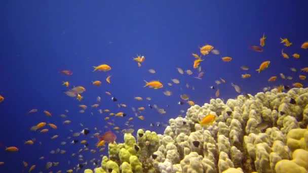 红海的珊瑚礁 静态录像 美丽的水下景观与热带鱼和珊瑚 生物珊瑚礁 — 图库视频影像