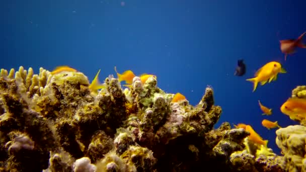 Karang Karang Laut Merah Abu Dub Video Statis Pemandangan Bawah — Stok Video