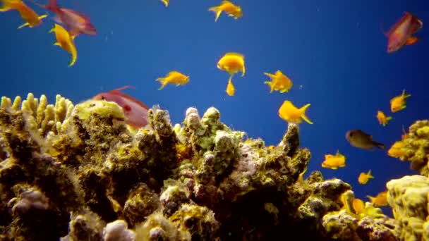 红海的珊瑚礁 静态录像 美丽的水下景观与热带鱼和珊瑚 生物珊瑚礁 — 图库视频影像