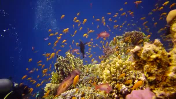 紅海のサンゴ礁 アブデュブ 静的なビデオ 熱帯魚やサンゴと美しい水中風景 生命のサンゴ礁 エジプト — ストック動画