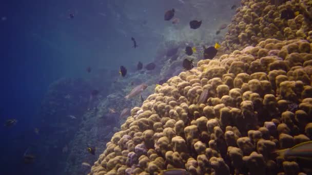 Arrecife Coral Mar Rojo Abu Dub Vídeo Estático Hermoso Paisaje — Vídeos de Stock