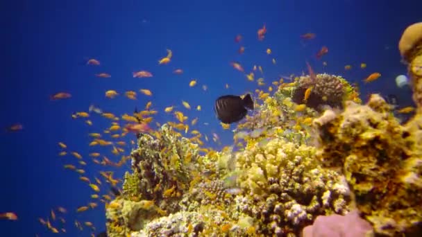 红海的珊瑚礁 静态录像 美丽的水下景观与热带鱼和珊瑚 生物珊瑚礁 — 图库视频影像