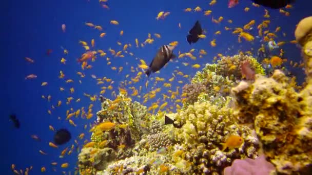 산호초 아부두 안정적 어류와 산호가 아름다운 생명의 산호초 이집트 — 비디오