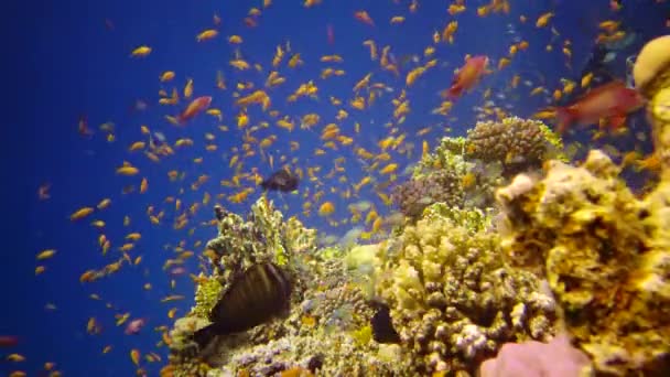 Korallrev Röda Havet Abu Dub Statisk Video Vackert Undervattenslandskap Med — Stockvideo