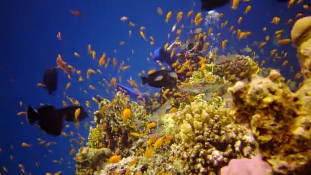 Korálový Útes Rudém Moři Abu Dube Statické Video Krásná Podvodní — Stock video