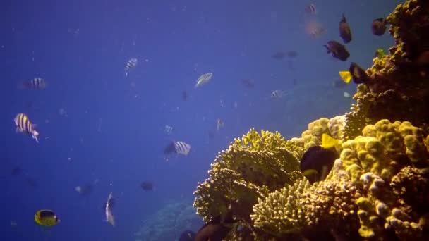 Arrecife Coral Mar Rojo Abu Dub Vídeo Estático Hermoso Paisaje — Vídeos de Stock