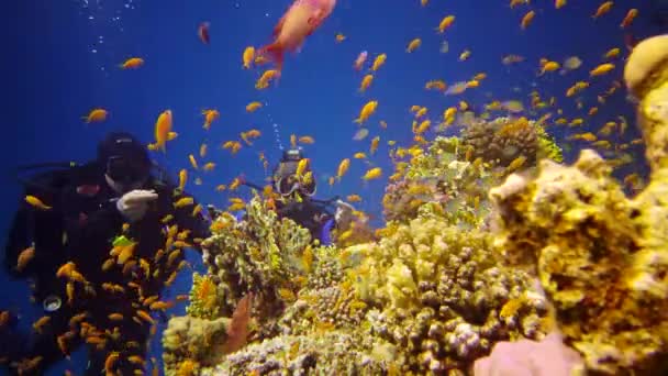 红海的珊瑚礁 静态录像 美丽的水下景观与热带鱼和珊瑚 生物珊瑚礁 — 图库视频影像
