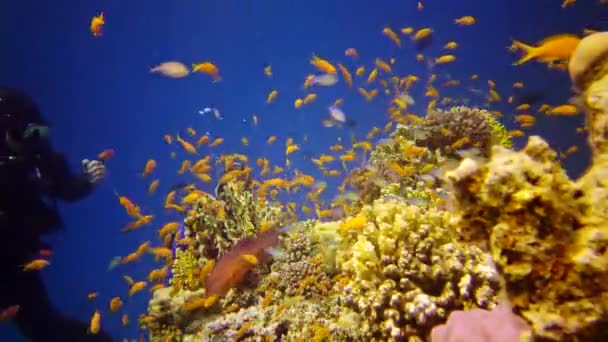 红海的珊瑚礁 静态录像 美丽的水下景观与热带鱼和珊瑚 生物珊瑚礁 — 图库视频影像