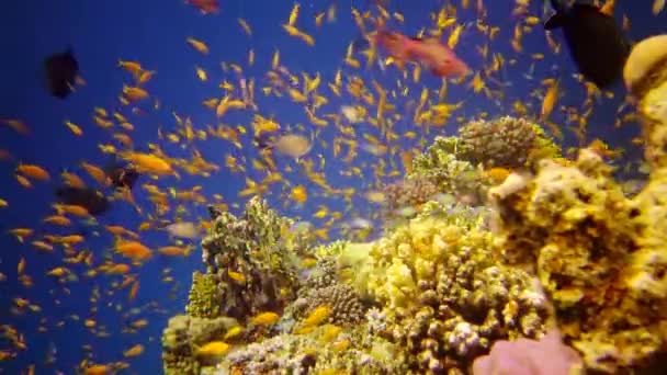 紅海のサンゴ礁 アブデュブ 静的なビデオ 熱帯魚やサンゴと美しい水中風景 生命のサンゴ礁 エジプト — ストック動画