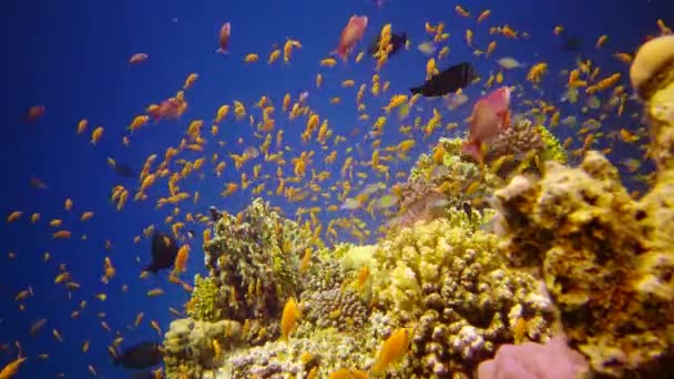 Korallrev Röda Havet Abu Dub Statisk Video Vackert Undervattenslandskap Med — Stockvideo