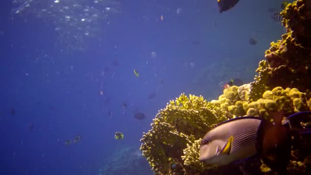 Коралловый Риф Красном Море Абу Даб Статическое Видео Красивый Подводный — стоковое видео