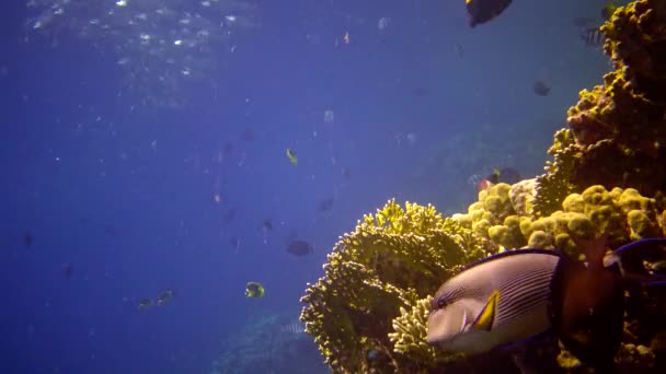 紅海のサンゴ礁 アブデュブ 静的なビデオ 熱帯魚やサンゴと美しい水中風景 生命のサンゴ礁 エジプト — ストック動画