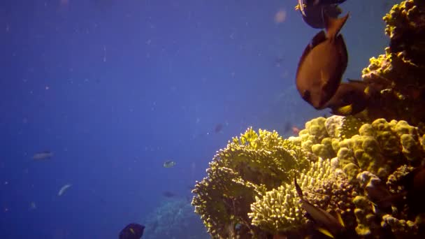 Arrecife Coral Mar Rojo Abu Dub Vídeo Estático Hermoso Paisaje — Vídeos de Stock