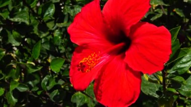(Hibiscus rosa) Kızıl Çin amblemi, Mısır