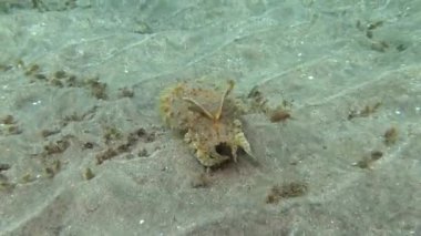 Kapüşonlu koottlefish (Sepia prashadi), mürekkep balığı sığ bir derinlikte kumlu zeminden dalgıçtan kaçar. Kızıl Deniz, Mısır