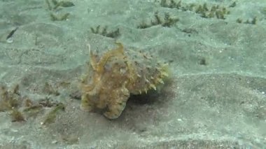 Kapüşonlu koottlefish (Sepia prashadi), mürekkep balığı sığ bir derinlikte kumlu zeminden dalgıçtan kaçar. Kızıl Deniz, Mısır