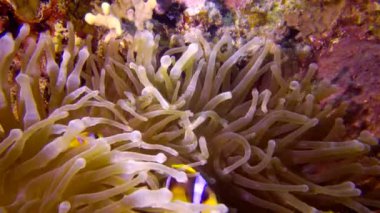 Kızıl Deniz Anemonbalığı (Amphiprion bicinctus). Yeşil deniz şakayığında yüzen evli bir çift balık, simbiyotik bir ilişki. Kızıl Deniz Balığı. 