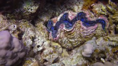 Tridakna (Tridacna Maxima) bivalf yumuşakçaları, Kızıldeniz 'deki mercanlar arasında yetişen, Marsa Alam, Mısır