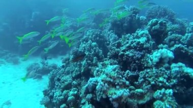 Sarı yüzgeçli keçi balığı (Mulloides vanicolensis). Bir balık sürüsü mercan resifinin üzerinde yavaşça yüzer. Kızıl Deniz Balığı.