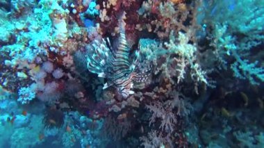 Sıradan aslan balığı (Pterois volitans), bir mercan resifinin üzerinde avlanır ve yüzer. Kızıl Deniz, Mısır