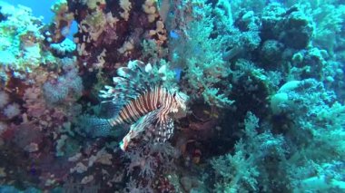 Sıradan aslan balığı (Pterois volitans), bir mercan resifinin üzerinde avlanır ve yüzer. Kızıl Deniz, Mısır