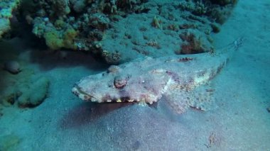 Kızıl Deniz Balığı. Altta yatan halı başlığı (Papilloculiceps longiceps), Mısır, Abu Dabb