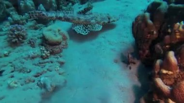 Kızıl Deniz Balığı. Altta yatan halı başlığı (Papilloculiceps longiceps), Mısır, Abu Dabb