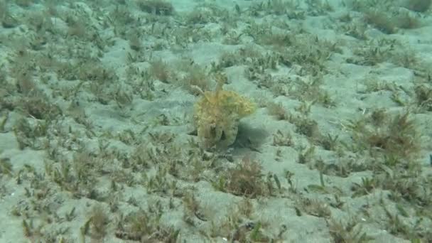 Kapuchon Koeienvis Sepia Prashadi Inktvis Loopt Weg Van Duiker Zandbodem — Stockvideo