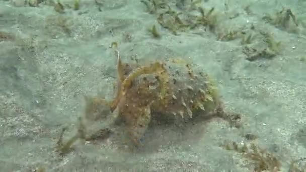 Cooded Coottlefish Sepia Prashadi Cuttlefish Runs Away Diver Sandy Bottom — стоковое видео